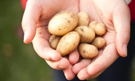 geen-aardappel-als-ingredient